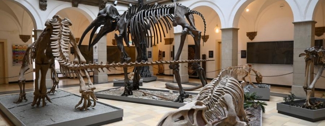Paläontologisches Museum München: Fossilien und Urzeittiere
