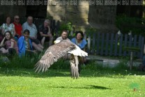 Ein Greifvogel fliegt während der Vorführung dicht über das Gelände. (Bild: Natalia Siedler)