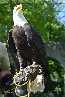 Der Weißkopfseeadler ist an seinem weißen Kopf und kräftigen gelben Schnabel zu erkennen. (Bild: Natalia Siedler)