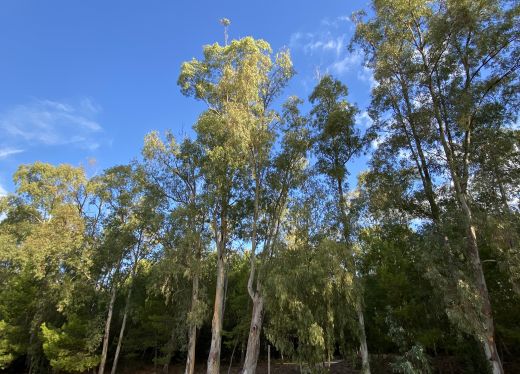 die wilde Natur der Strände im Gargano